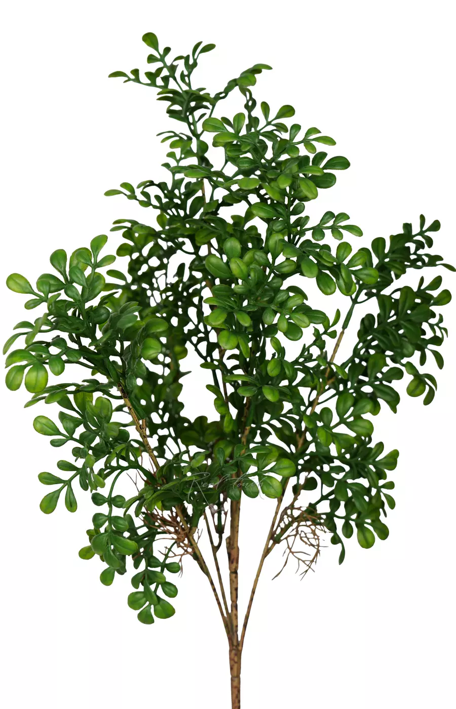 Самшит высокий - Зеленый Самшит высокий - Зеленый