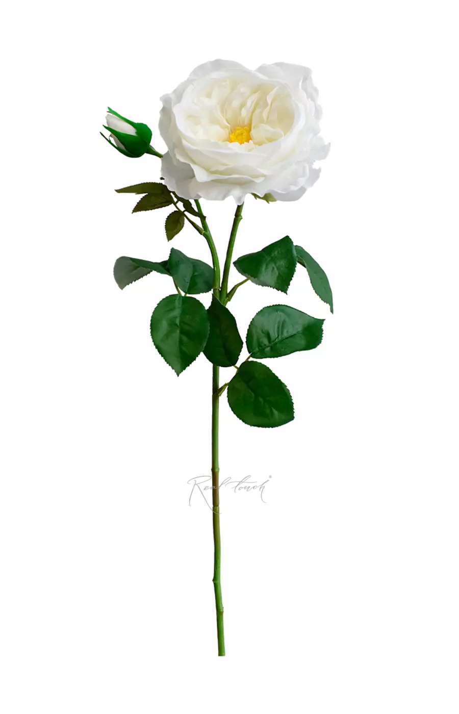 Роза Дэвида Остина Пилигрим крупная - Белый