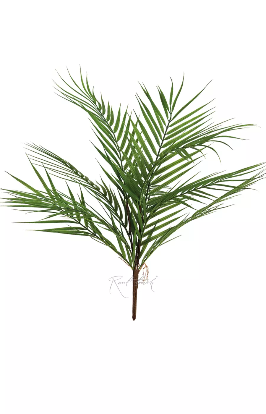 Пальма Арека в пучке - Зеленый