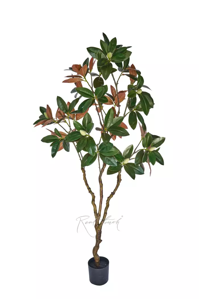 Дерево Магнолии в кашпо 210см - Зелено-коричневый Дерево Магнолии в кашпо 210см - Зелено-коричневый