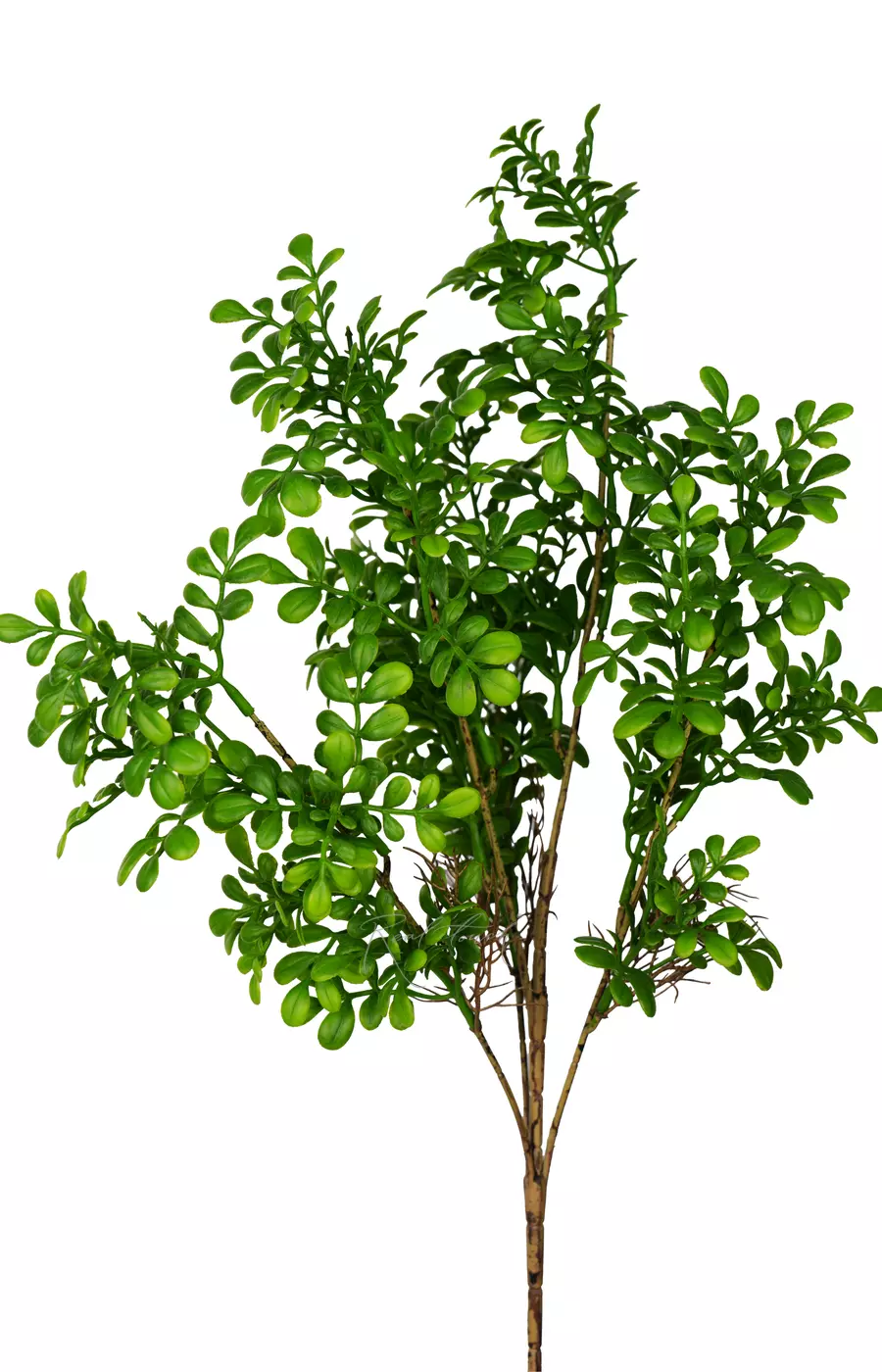 Самшит высокий - Светло-зеленый Самшит высокий - Светло-зеленый