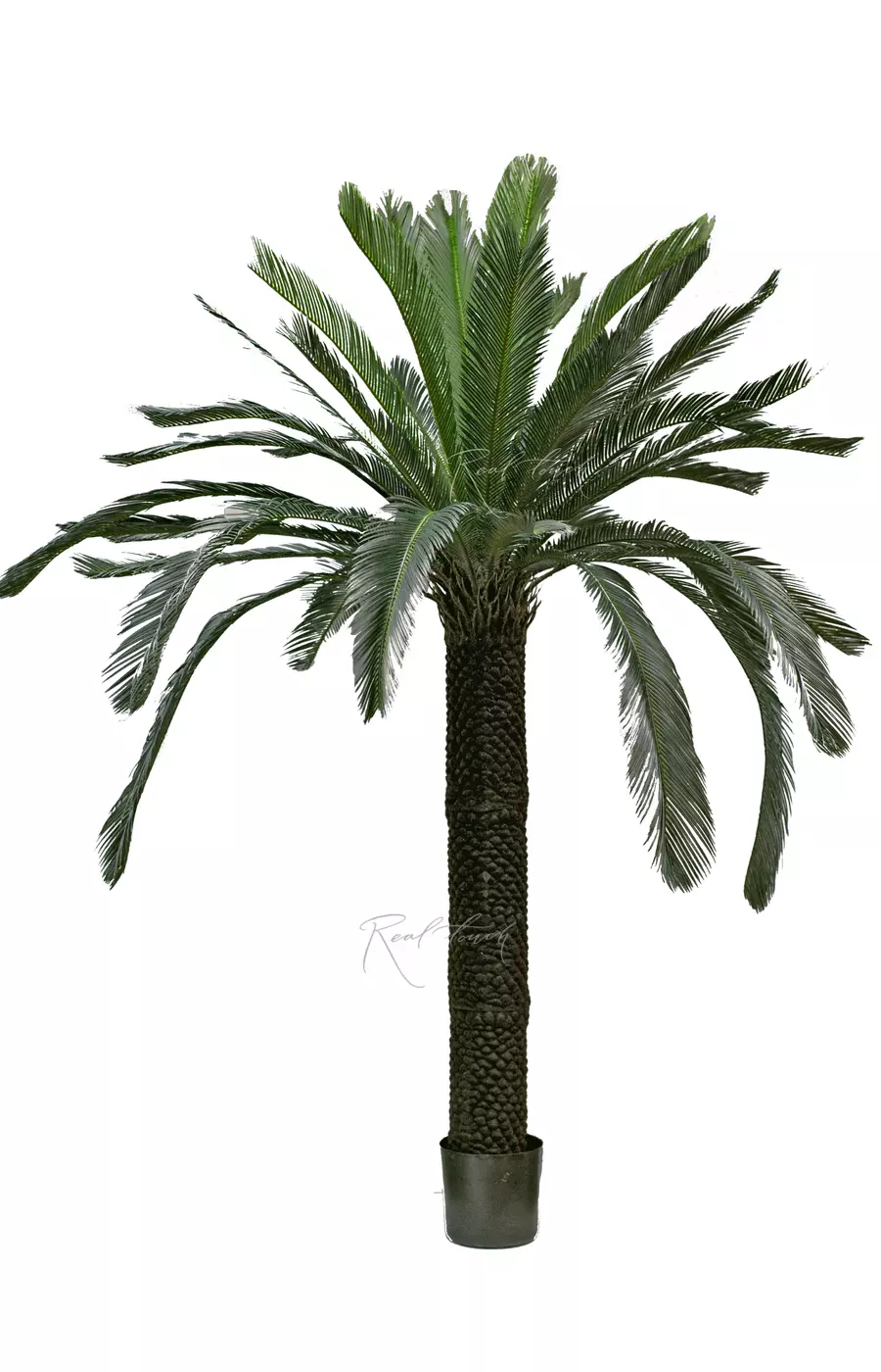Пальма Цикас 210см - Зеленый