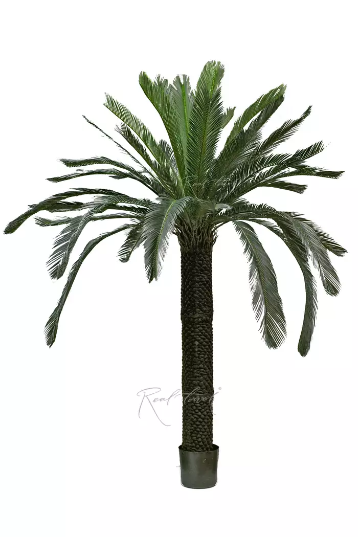 Пальма Цикас 210см - Зеленый