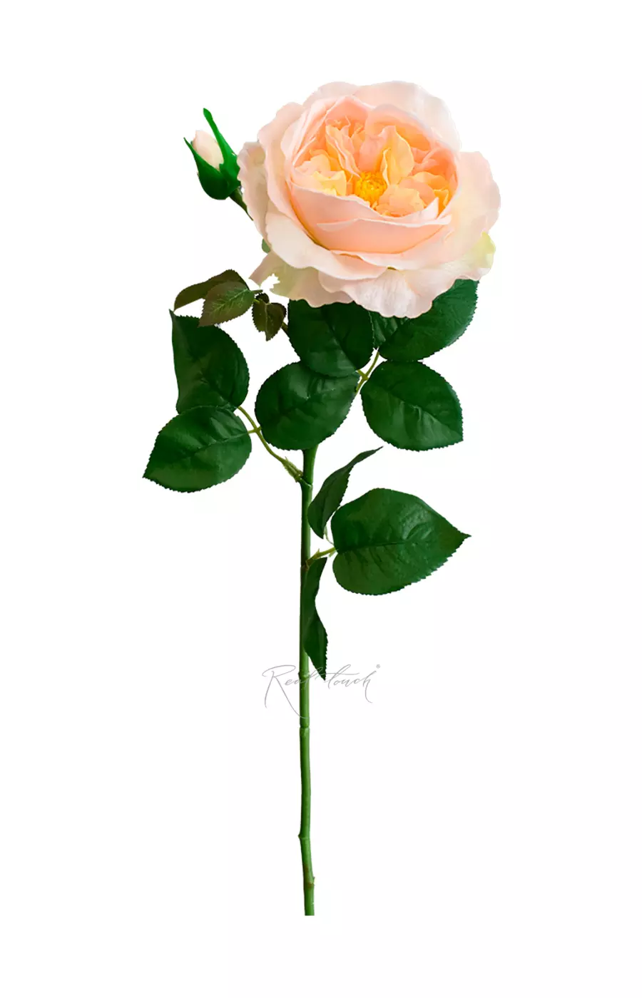 Роза Дэвида Остина Пилигрим крупная - Светло-персиковый