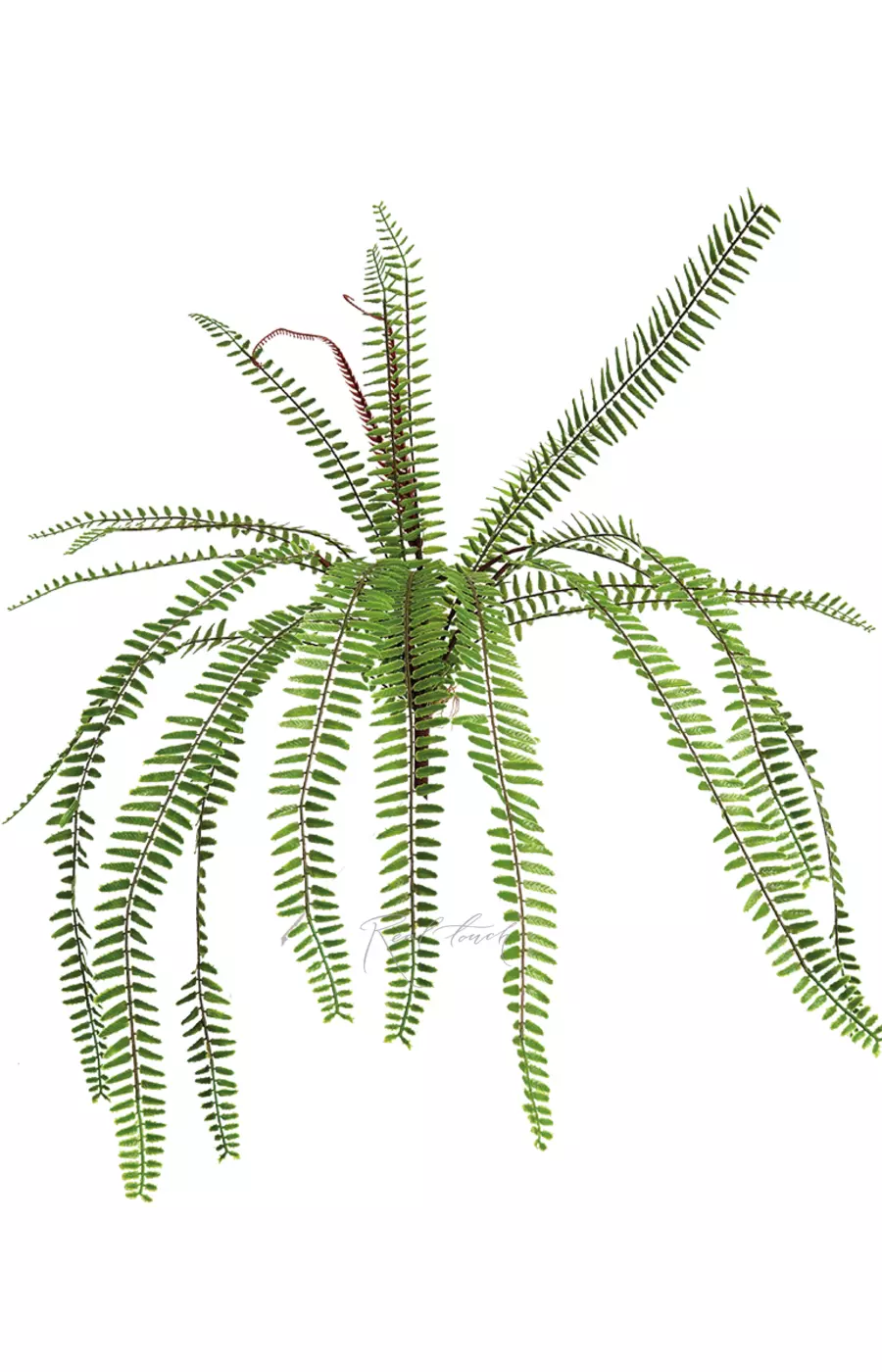 Нефролепис Мачо - Зеленый