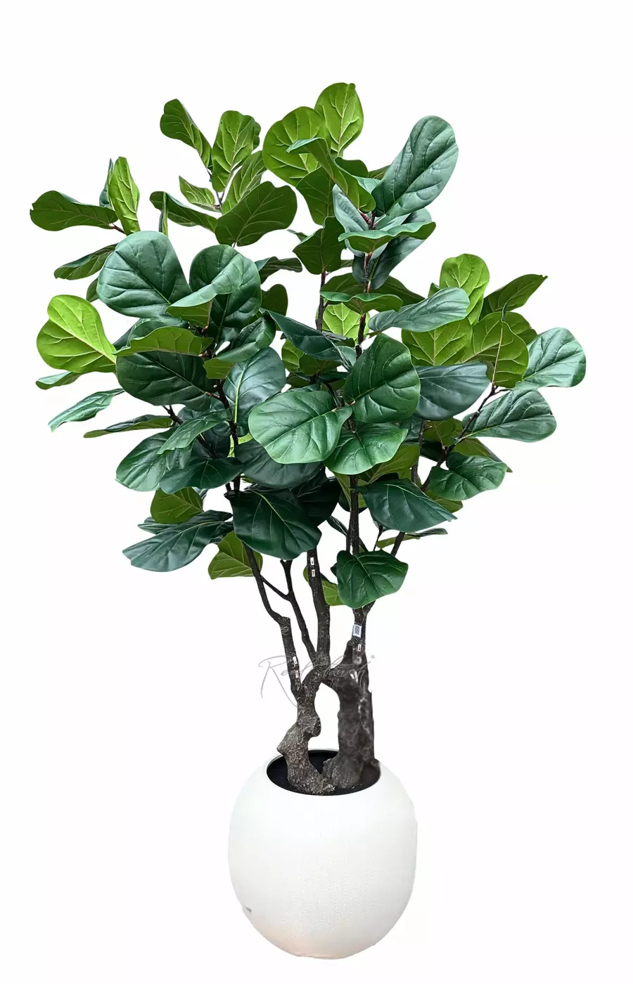 Фикус Лирата в декоративном кашпо (круглом) 240см - Зеленый