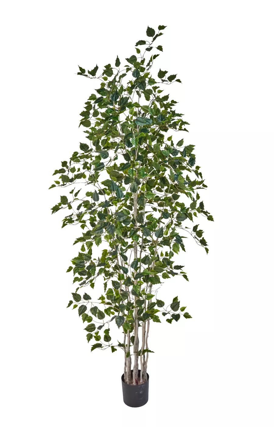 Береза 240см - Зеленый