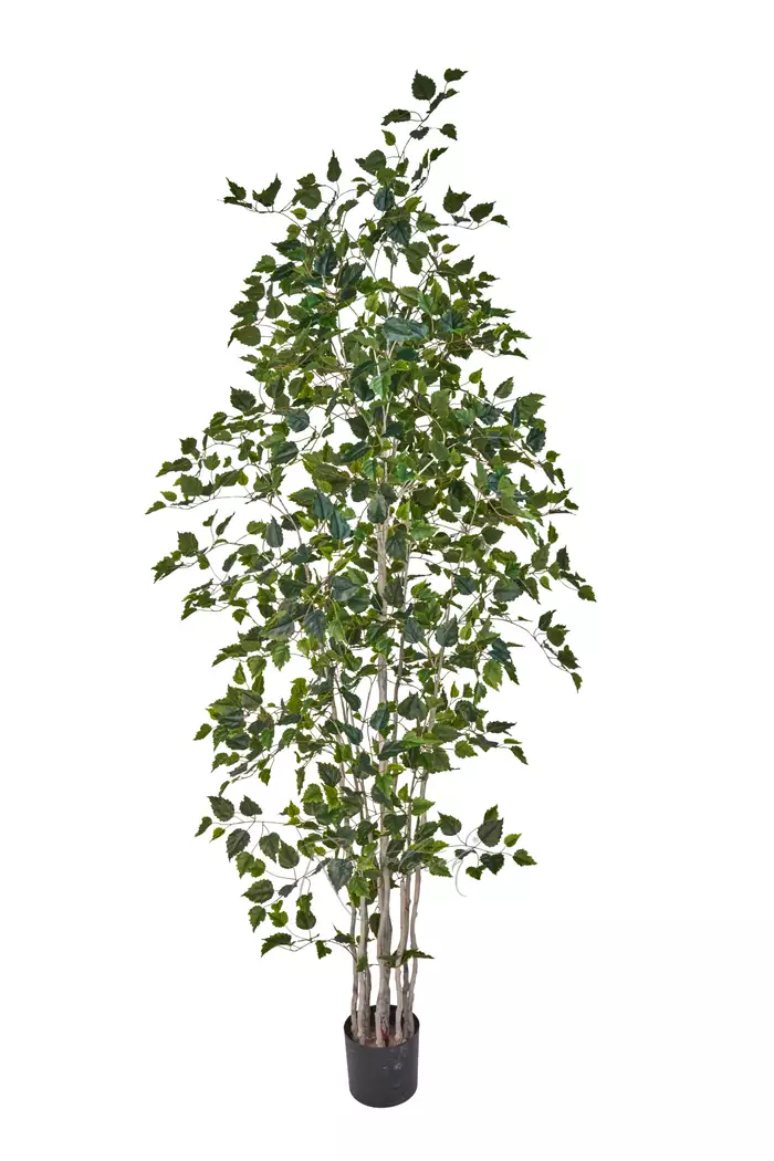 Береза 240см - Зеленый Береза 240см - Зеленый