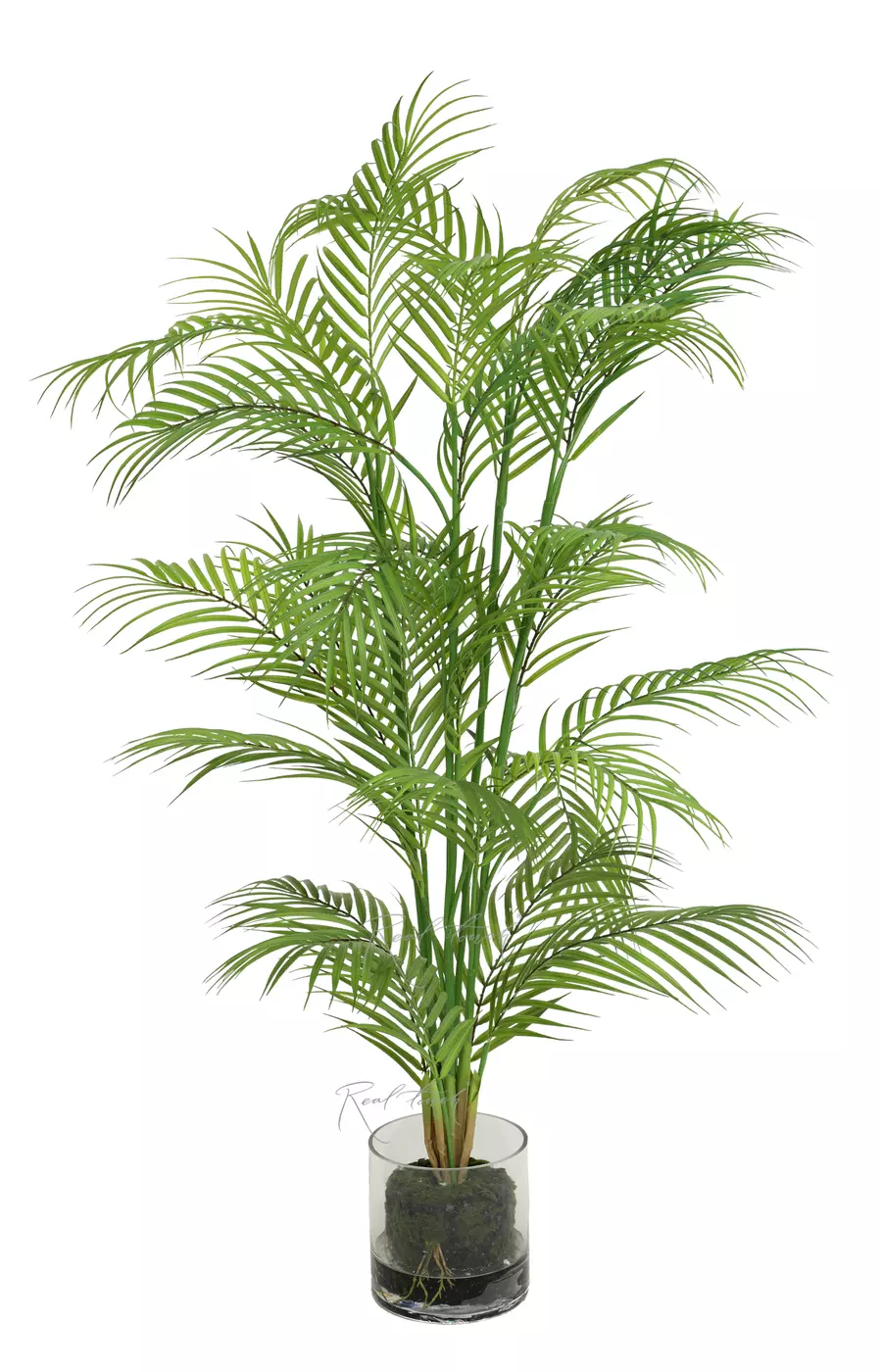 Пальма Арека 125см в стеклянном кашпо - Зеленый