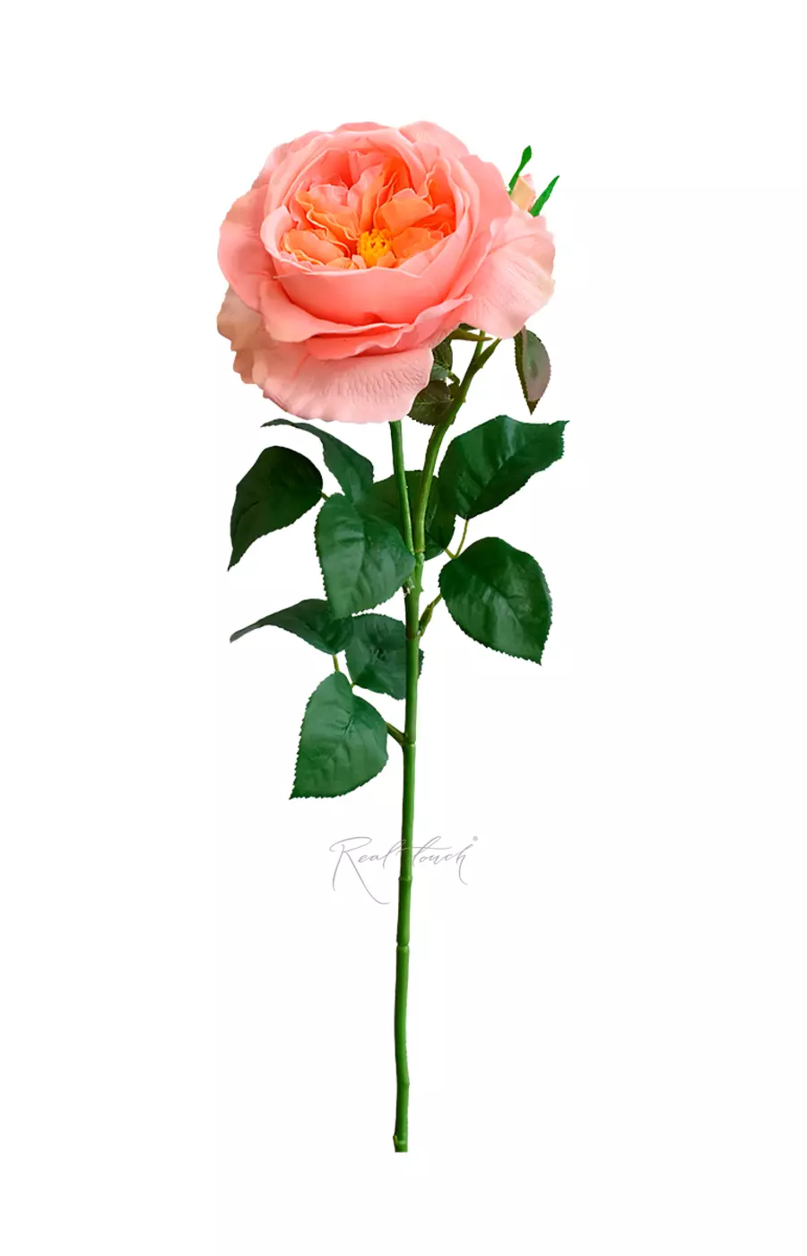 Роза Дэвида Остина Пилигрим крупная - Персиково-розовый