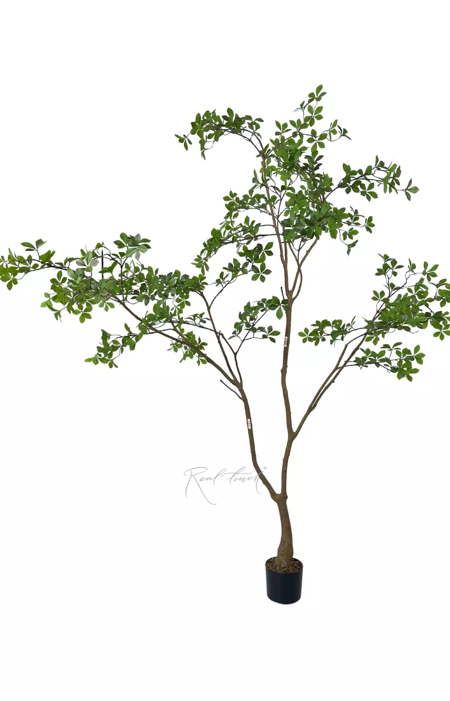 Баньяновое дерево 220 см в кашпо - Зеленый