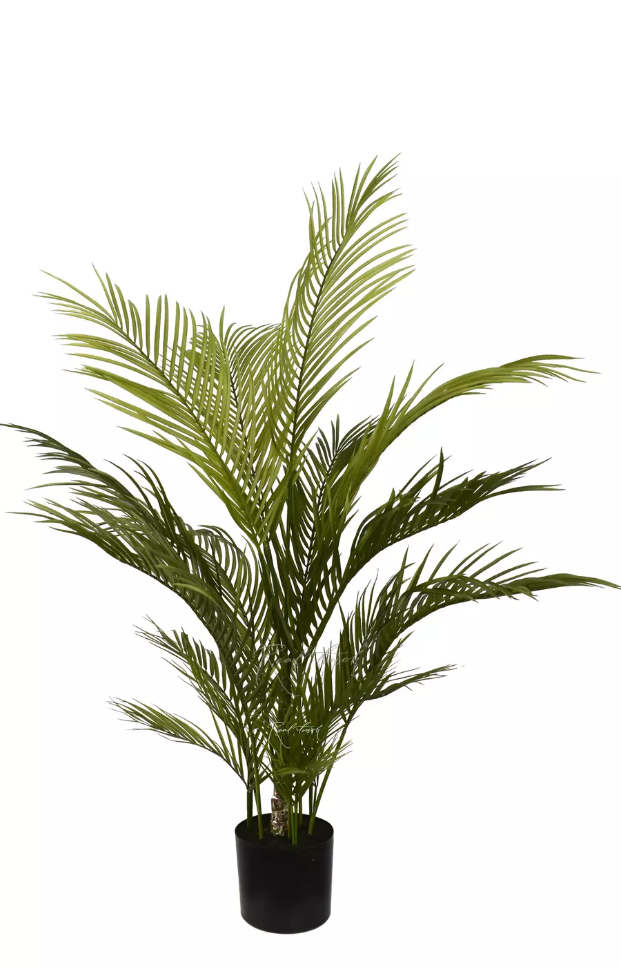 Пальма Арека Хризалидокарпус 120см в кашпо - Зеленый