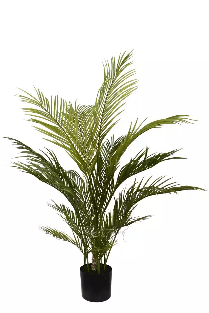 Пальма Арека Хризалидокарпус 120см в кашпо - Зеленый Пальма Арека Хризалидокарпус 120см в кашпо - Зеленый