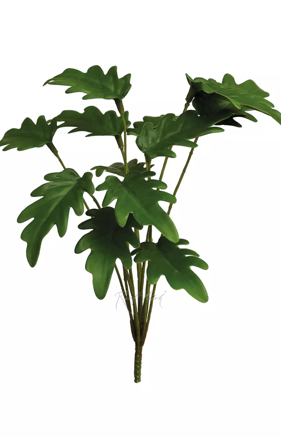 Куст филодендрона Ксанаду малый из 12 листьев - Зеленый Куст филодендрона Ксанаду малый из 12 листьев - Зеленый