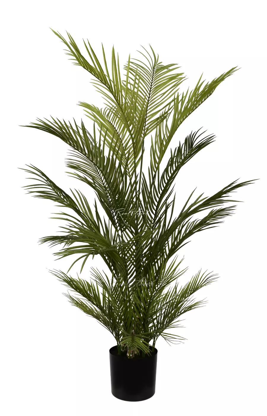 Пальма Арека Хризалидокарпус 150см в кашпо - Зеленый