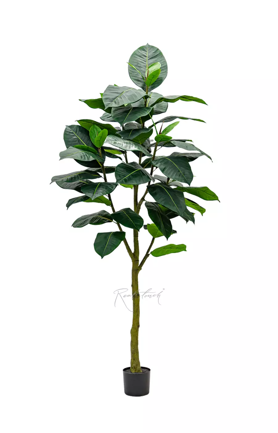 Фикус Эластика Абиджан 210см - Зеленый