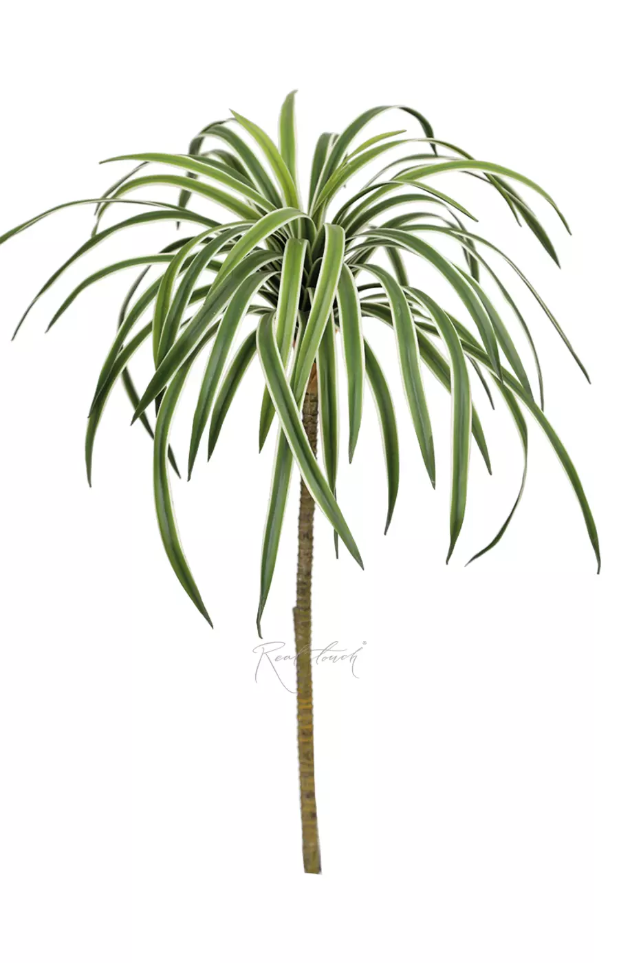 Драцена сюрприз большая 40 листов (64см) - Зеленый Драцена сюрприз большая 40 листов (64см) - Зеленый