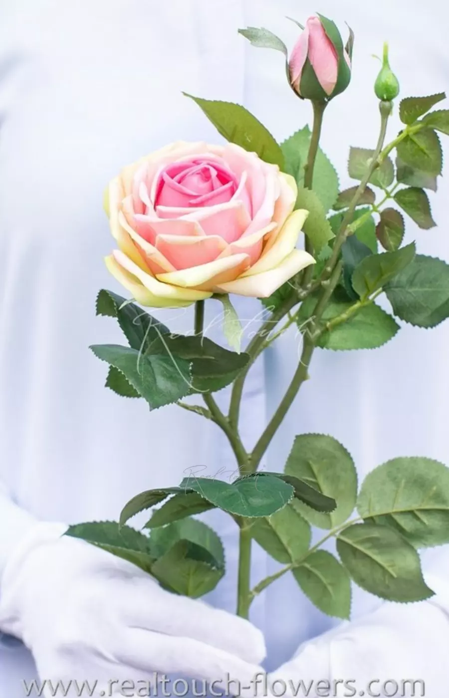 Роза Мами Блю - Розово-желтый