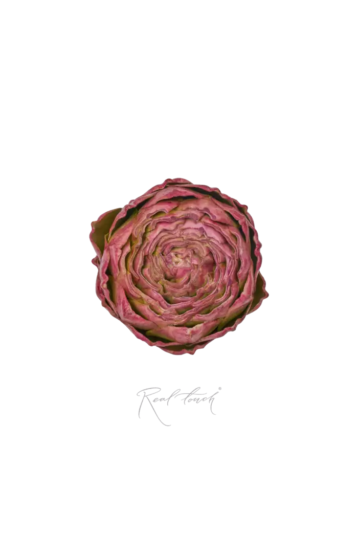 Артишок плоский - Бордово-зеленый