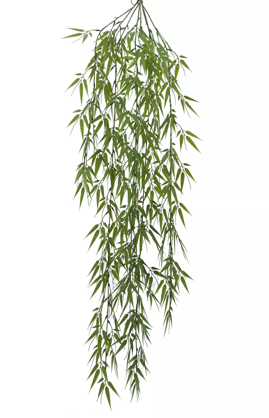 Бамбук игольчатый ампельный 110 см - Зеленый