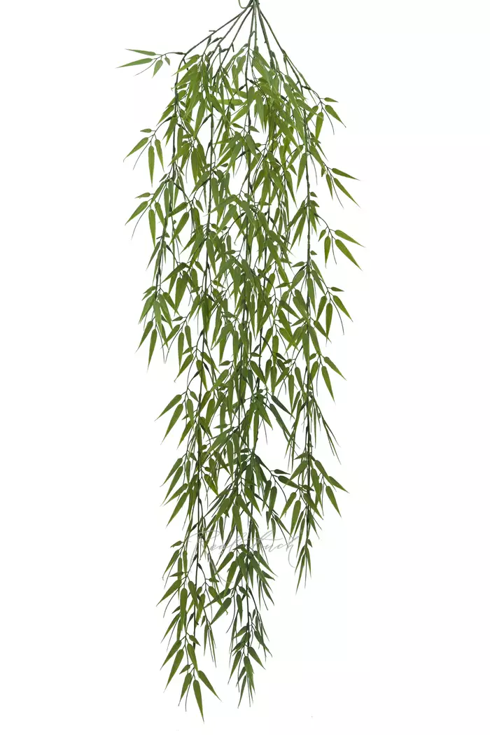 Бамбук игольчатый ампельный 110 см - Зеленый
