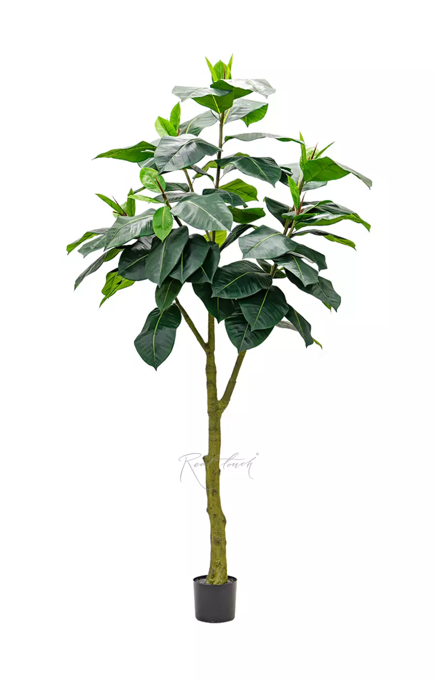 Фикус Эластика Абиджан 240см - Зеленый