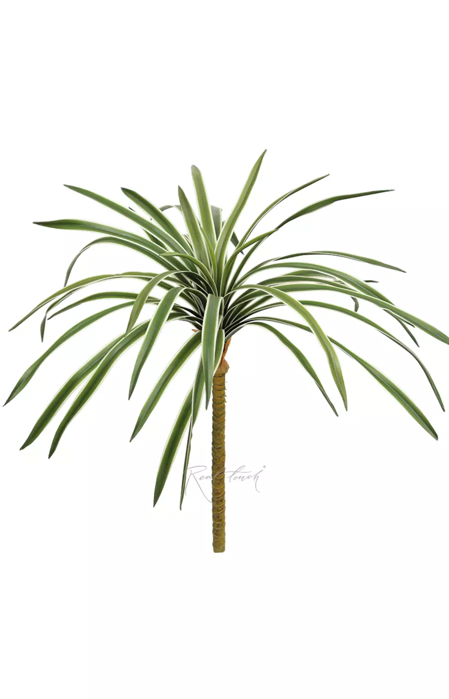 Драцена сюрприз средняя 34 листа (46см) - Зеленый Драцена сюрприз средняя 34 листа (46см) - Зеленый