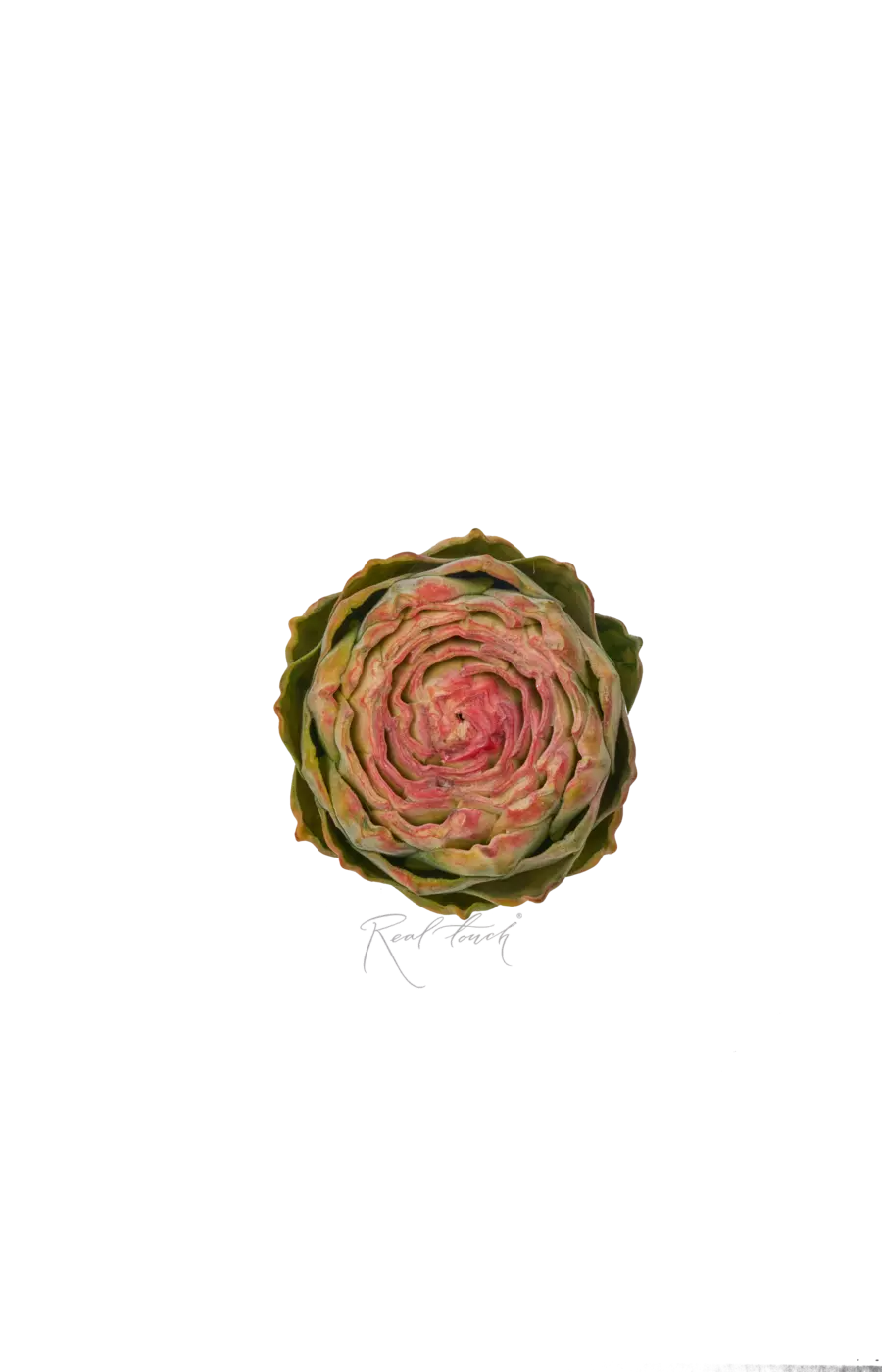 Артишок плоский - Зелено-розовый