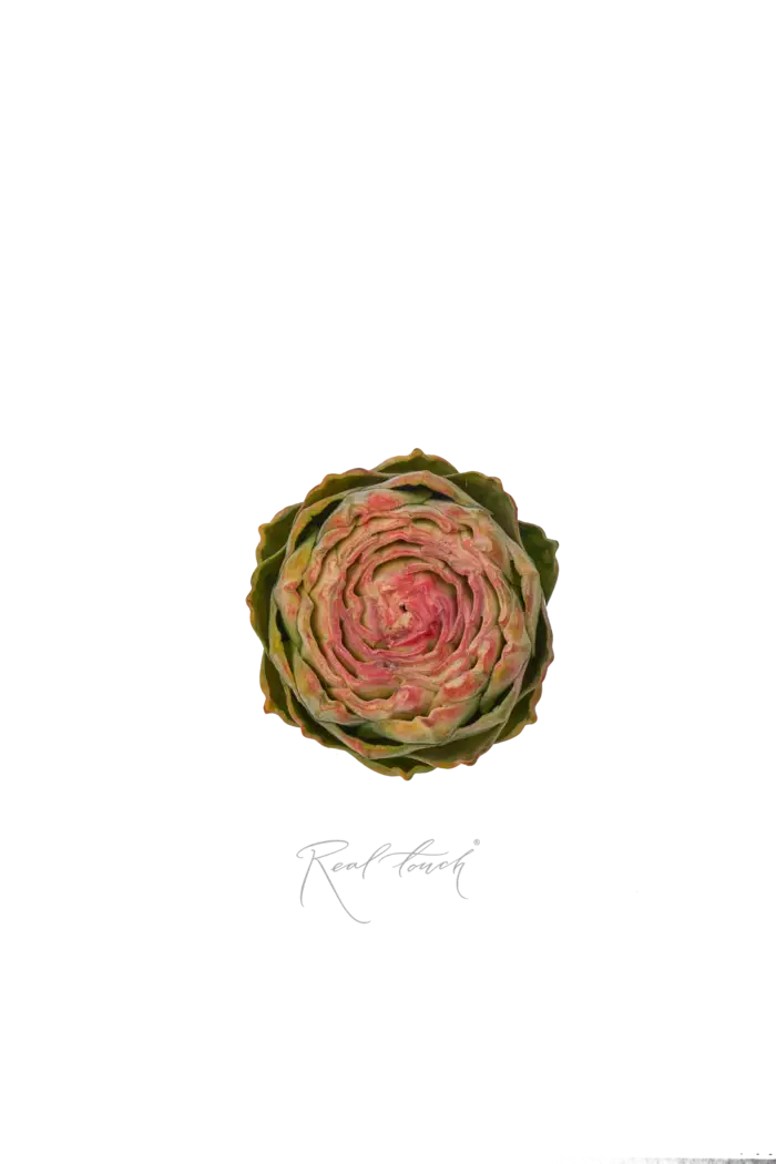 Артишок плоский - Зелено-розовый