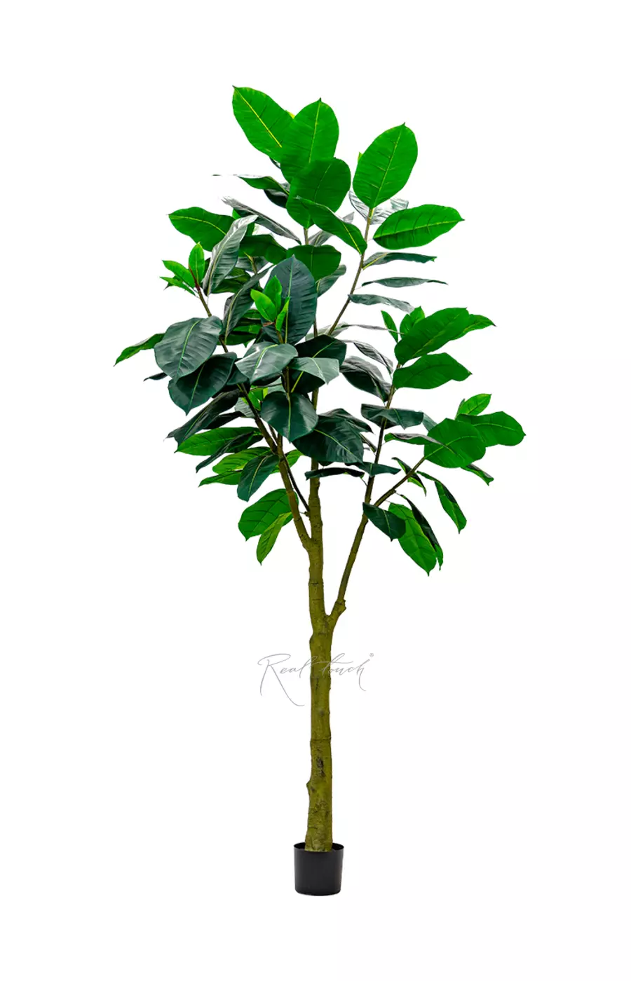 Фикус Эластика Абиджан 300см - Зеленый