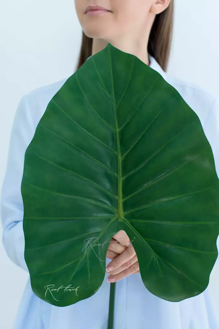 Лист алоказии 96см - Зеленый (уценён)