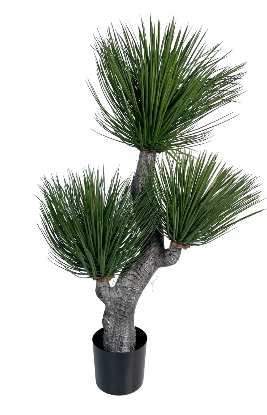 Юкка разветвленная  - Зеленый