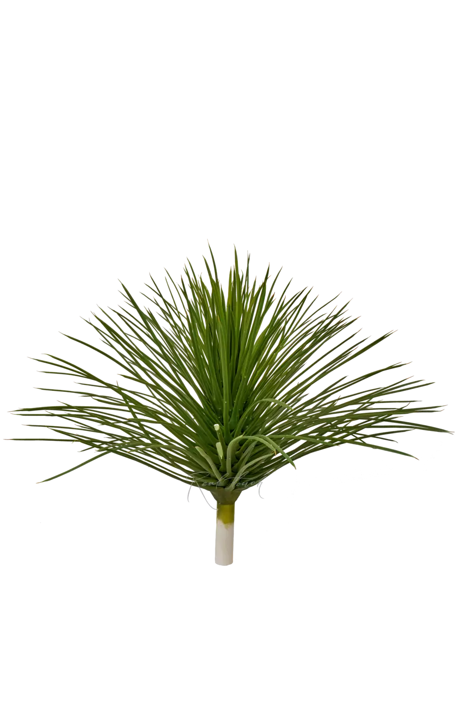 Макушка юкки - Зеленый Макушка юкки - Зеленый