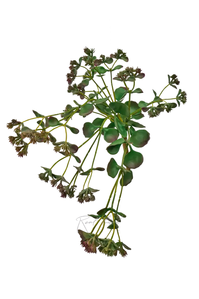 Очиток Зибольда - Зелено-коричневый