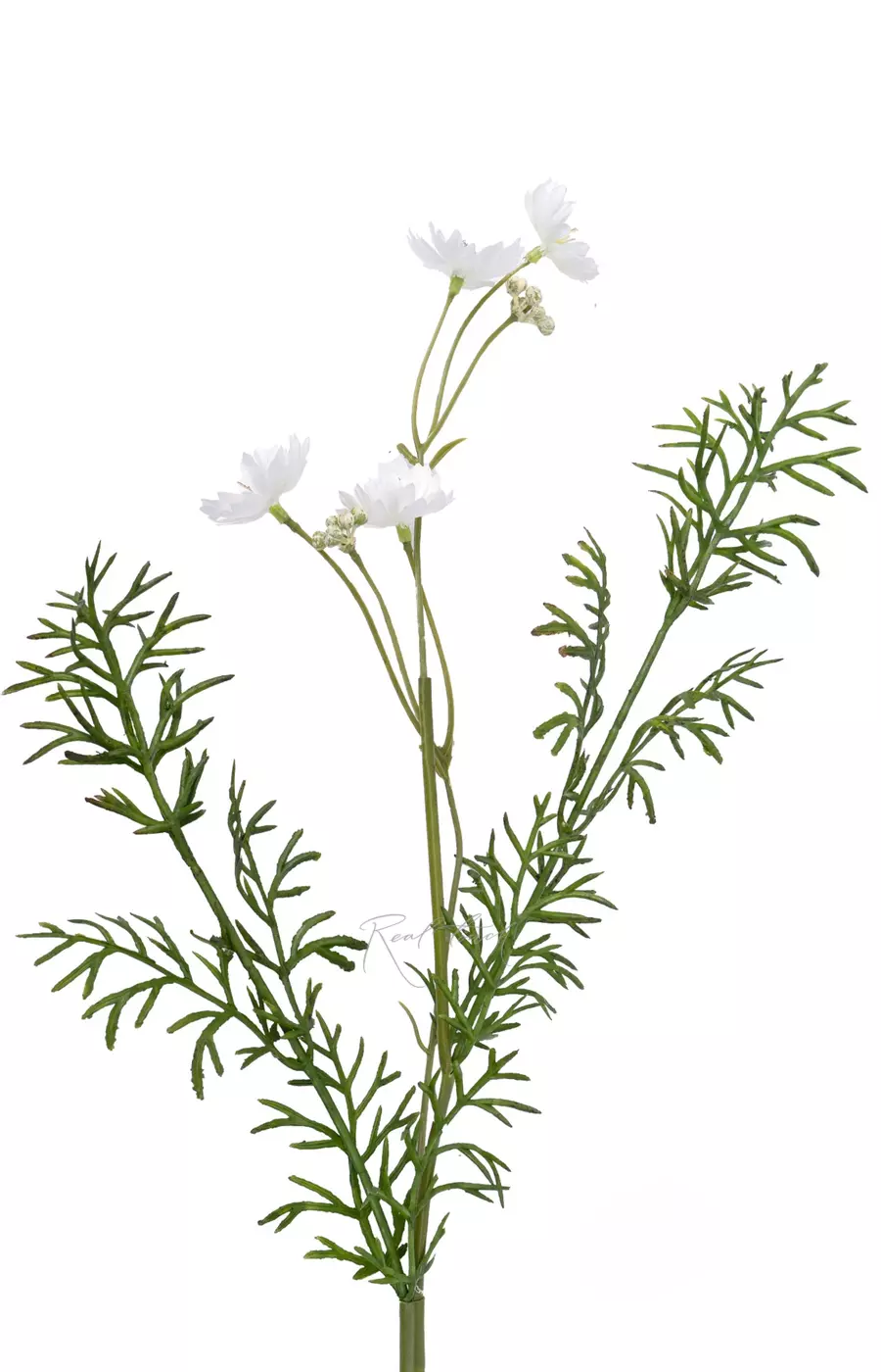 Цикорий - Белый