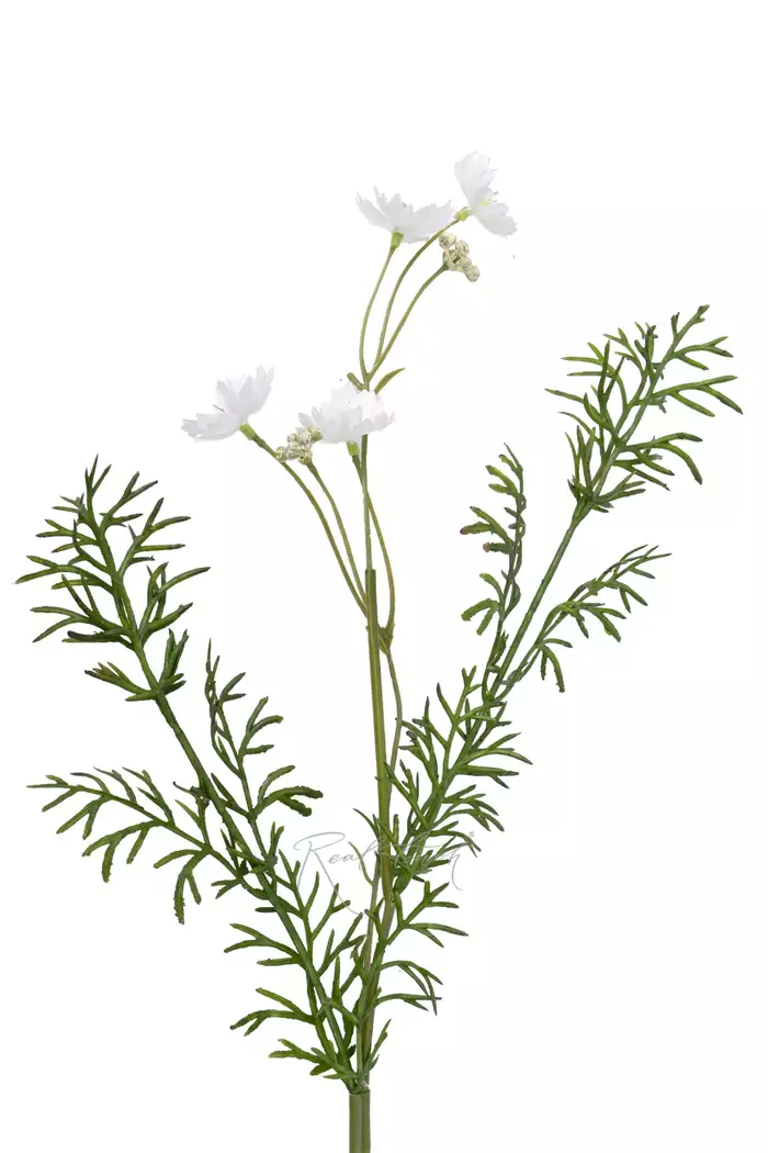 Цикорий - Белый