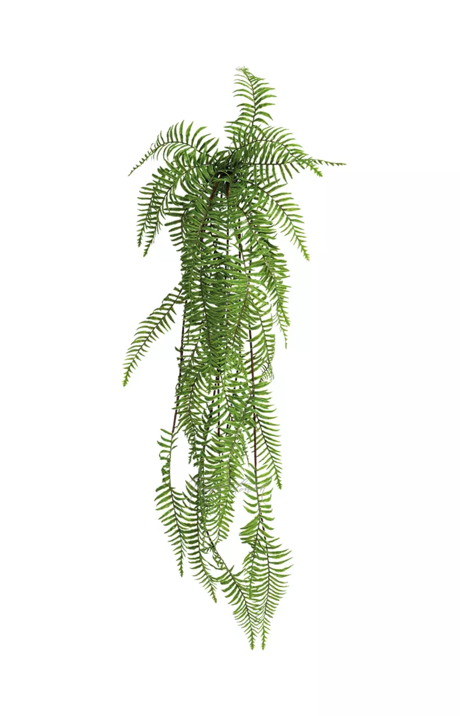 Нефролепис Экзальтата удлиненный 115см - Зеленый