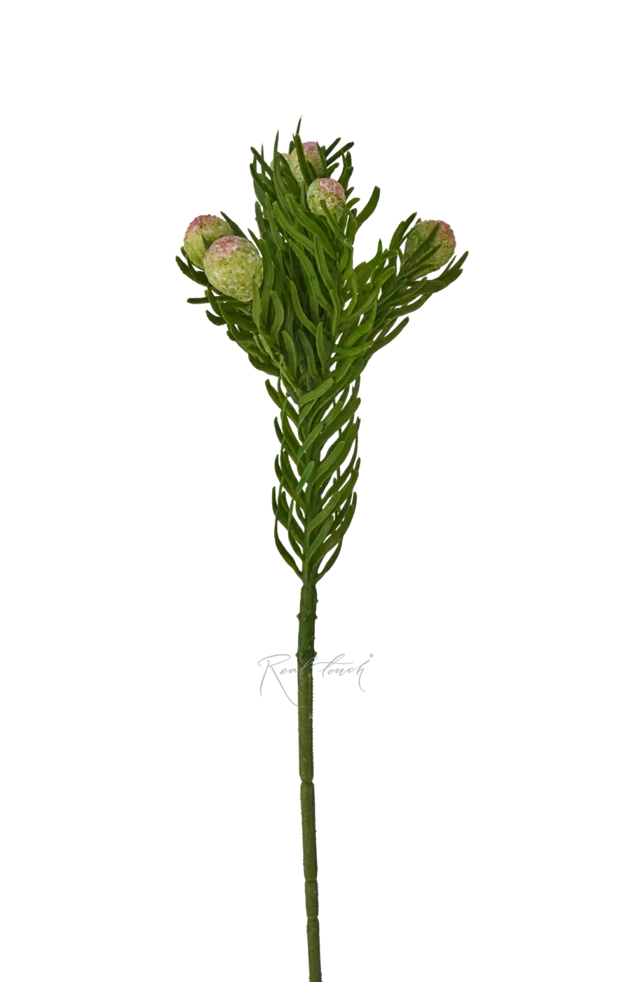 Бруния обыкновенная - Зеленый Бруния обыкновенная - Зеленый