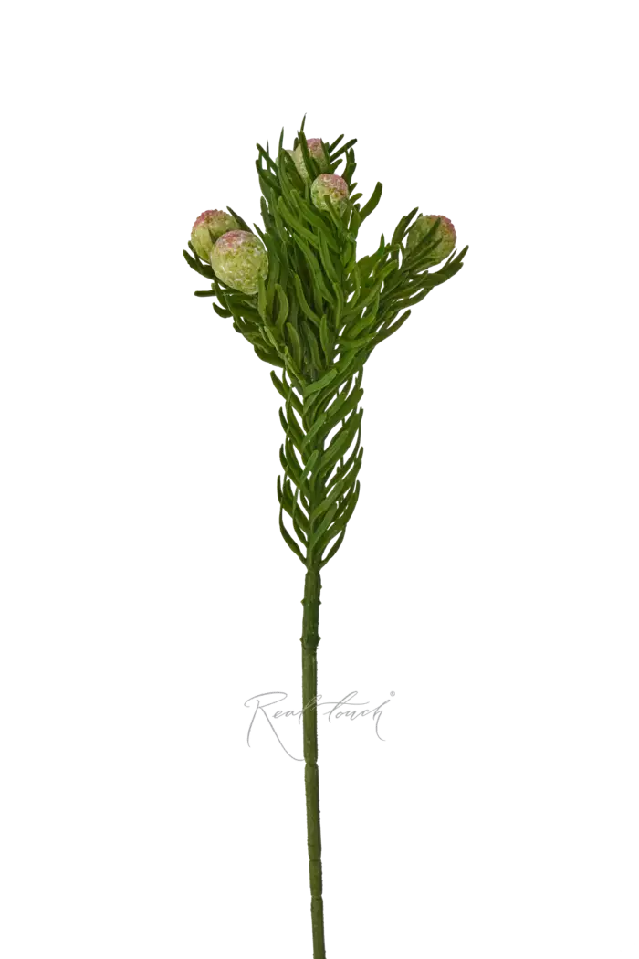 Бруния обыкновенная - Зеленый