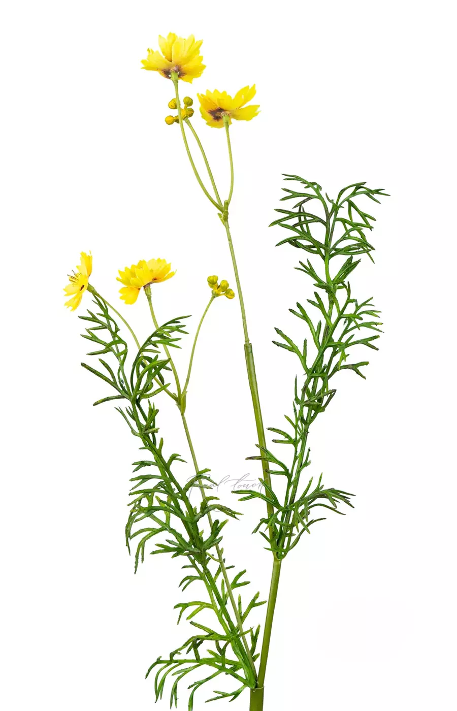 Цикорий - Желтый