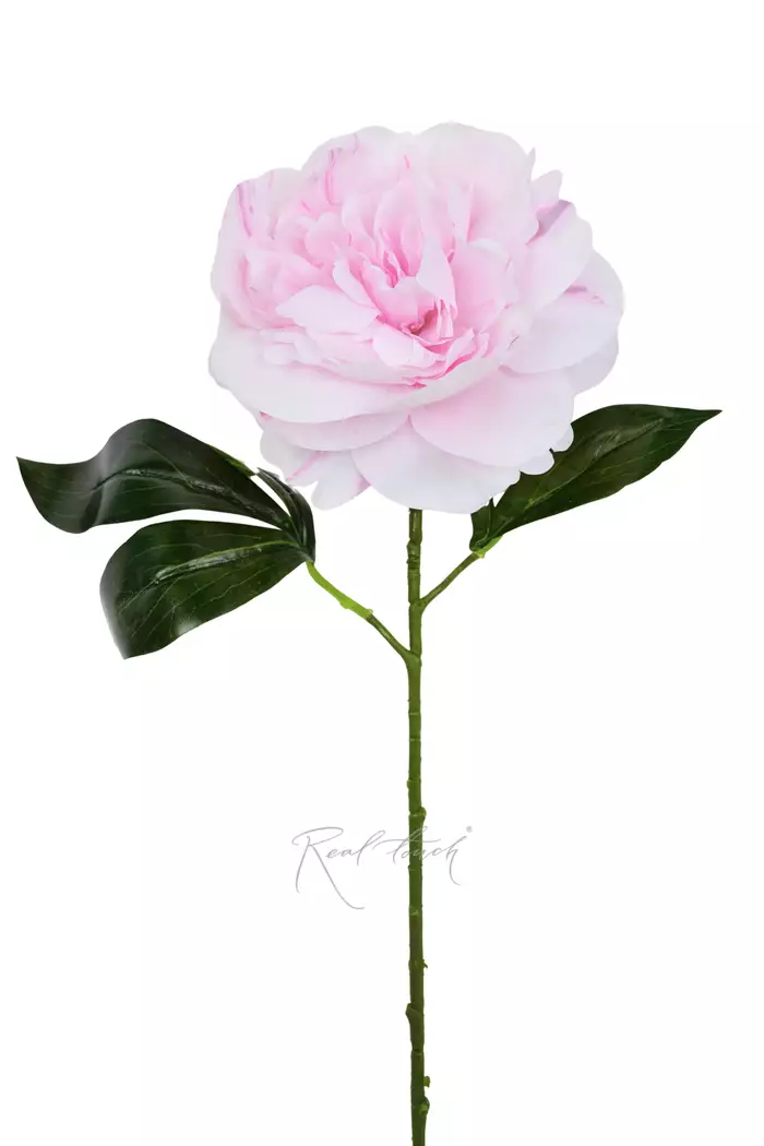 Пион - Светло-розовый Пион - Светло-розовый