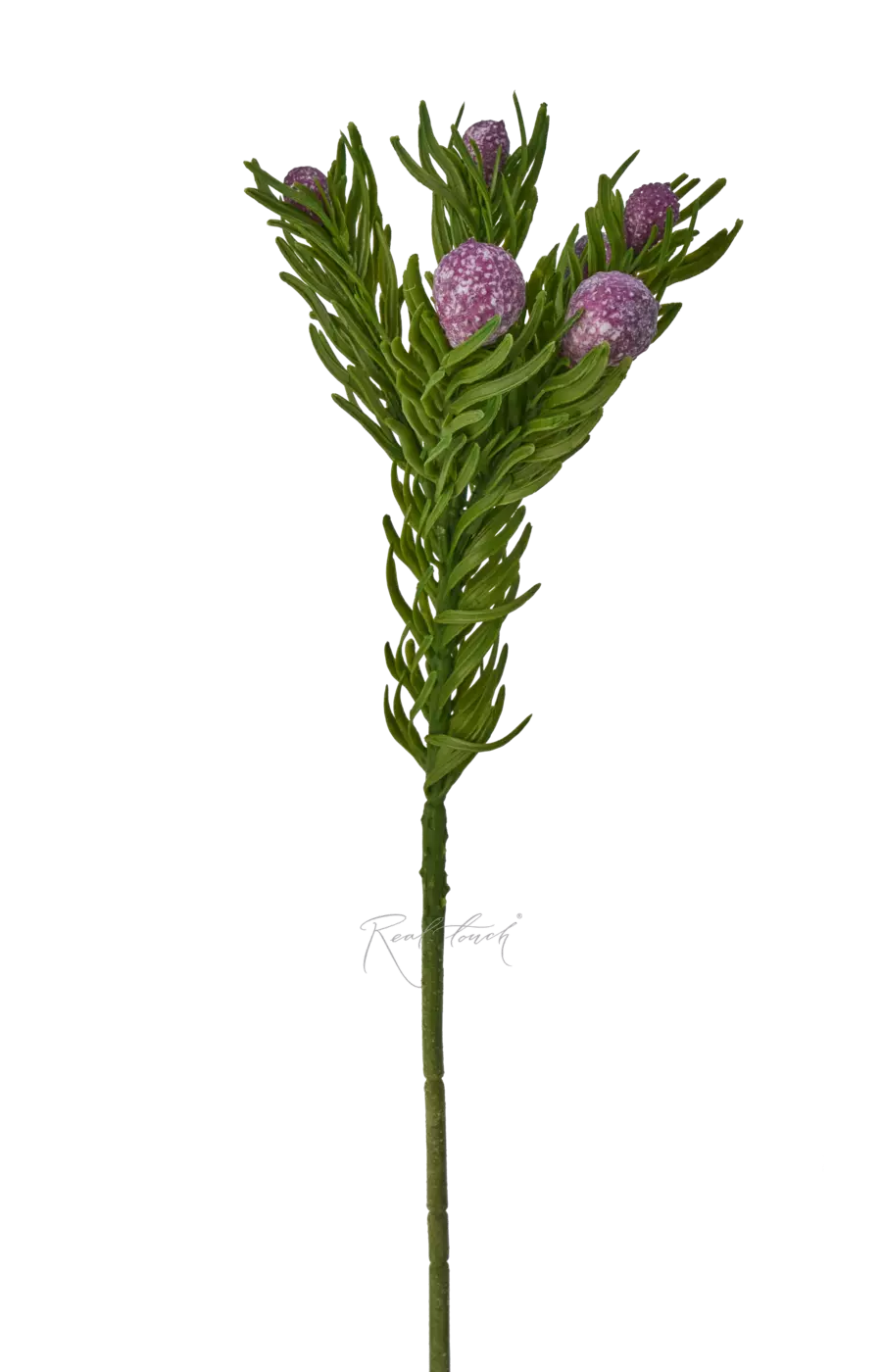 Бруния обыкновенная - Фиолетовый Бруния обыкновенная - Фиолетовый