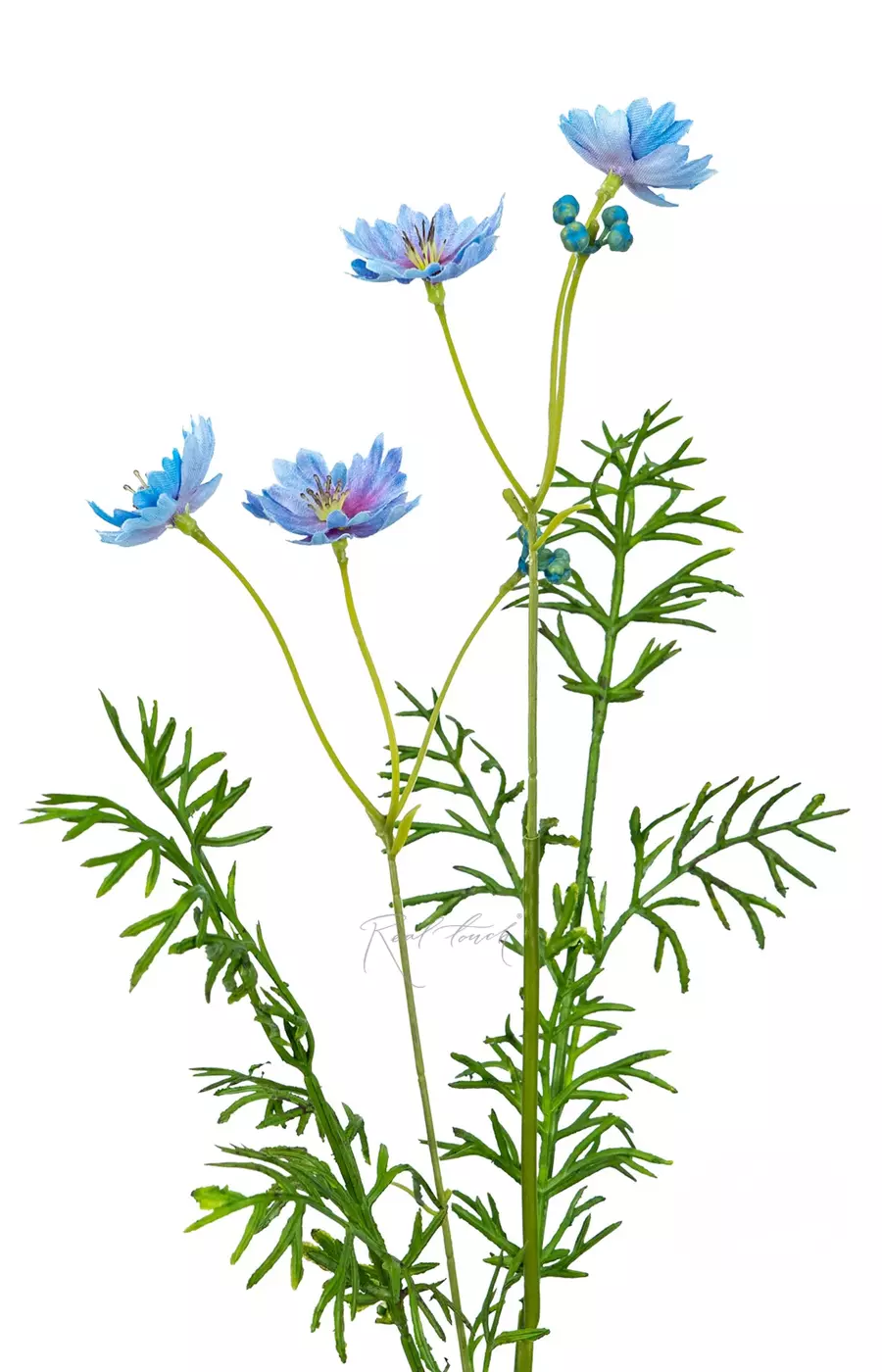 Цикорий - Голубой