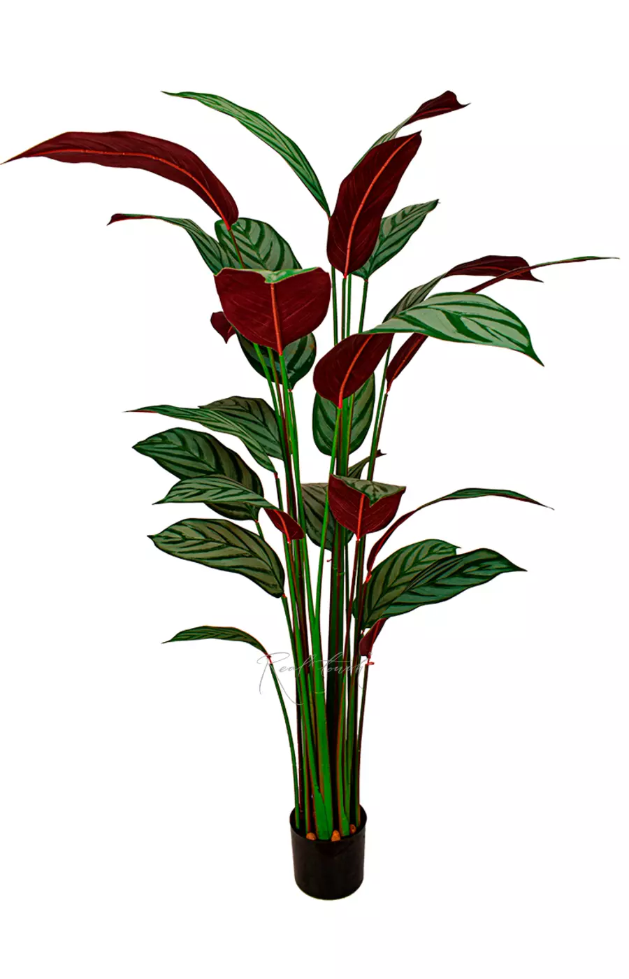 Калатея Фредди 160см - Бело-зеленый