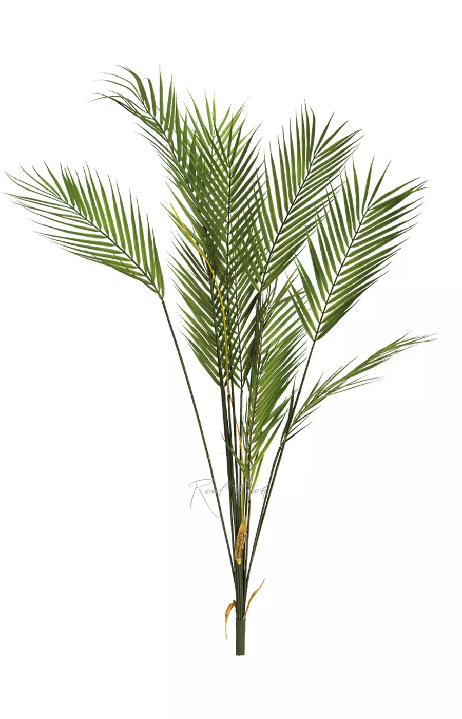 Куст Пальмы Арека 125см (11 веточек) - Зеленый