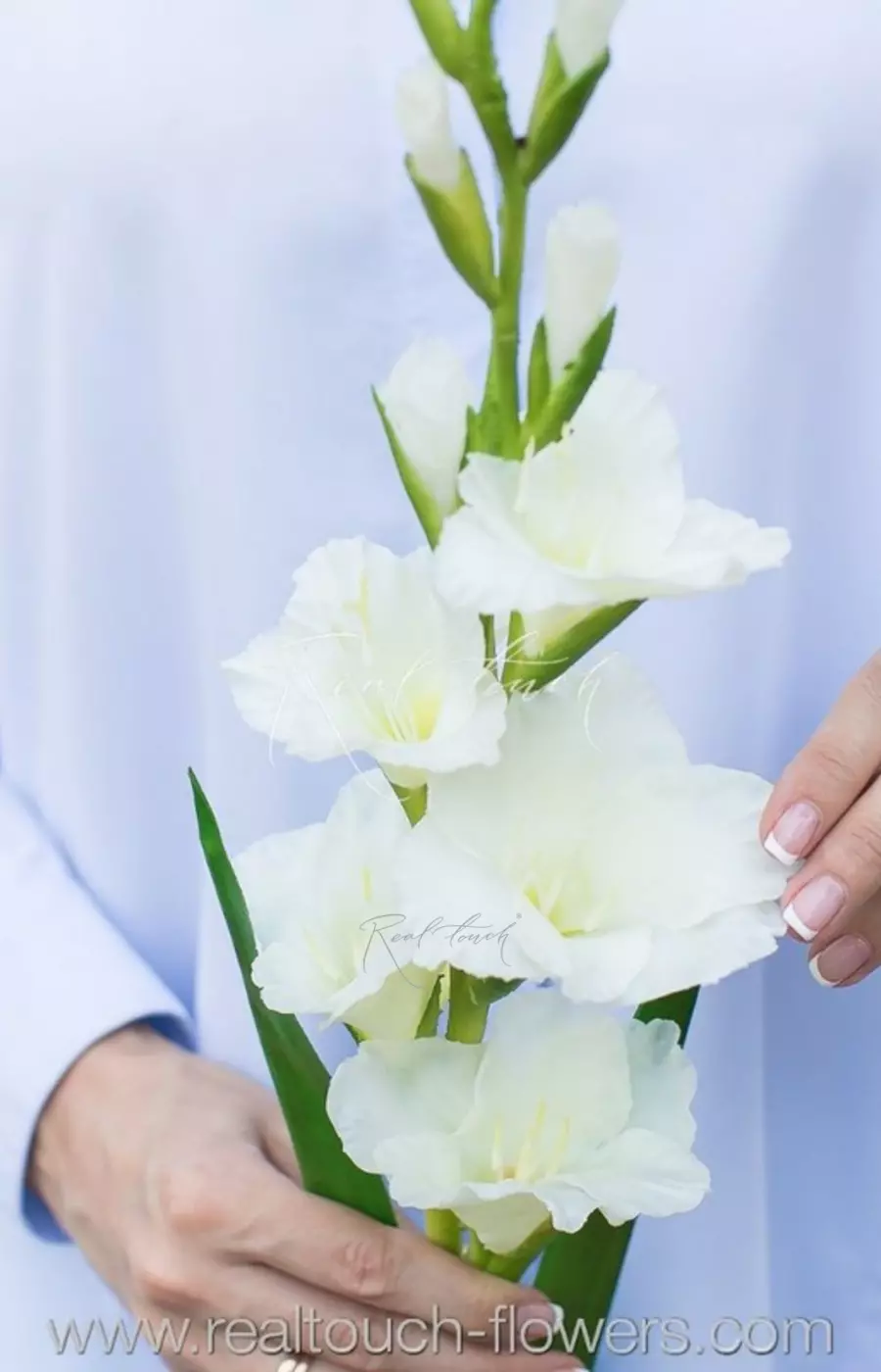 Гладиолус - Белый