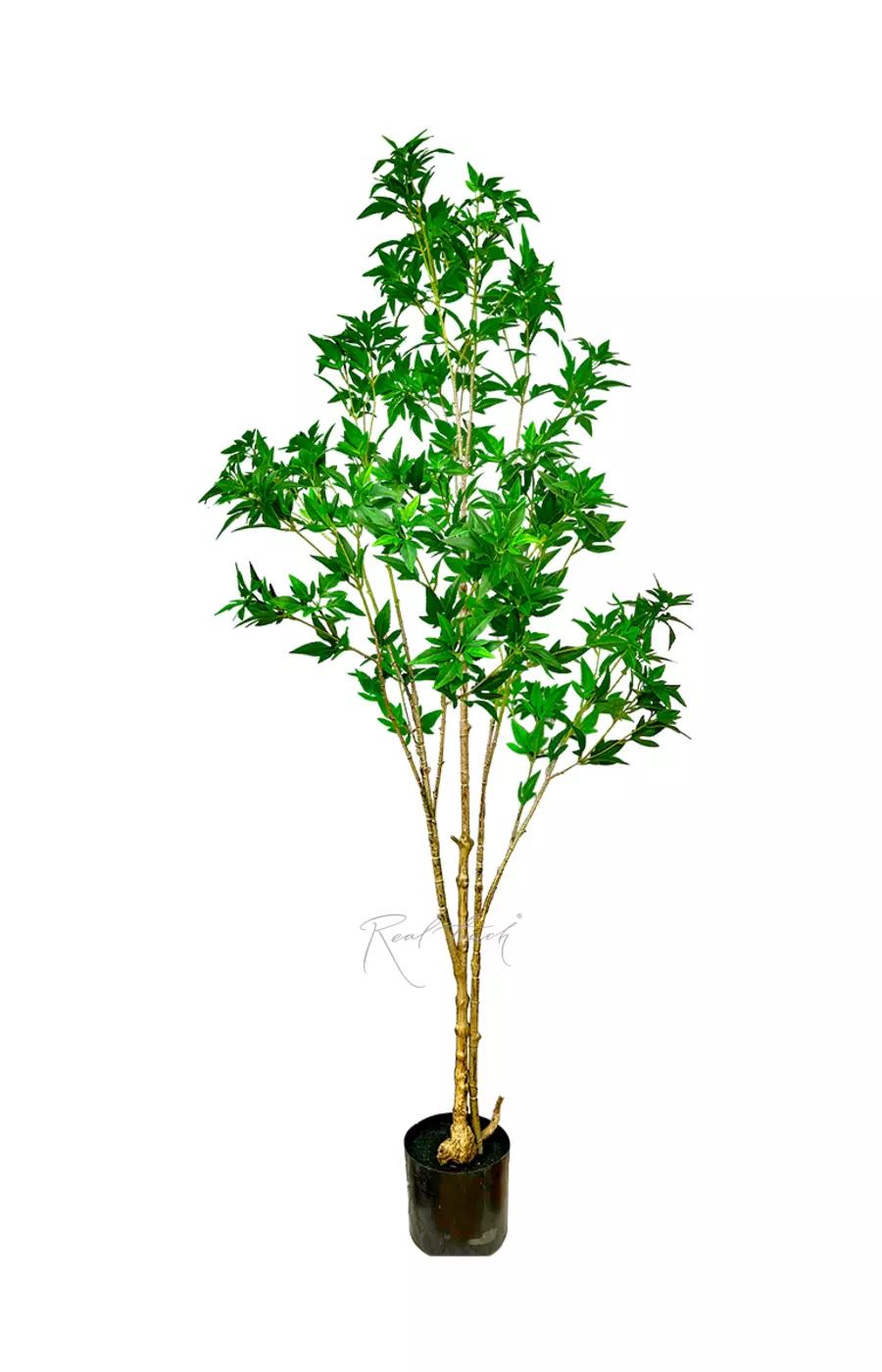 Японский клен 170см - Зеленый