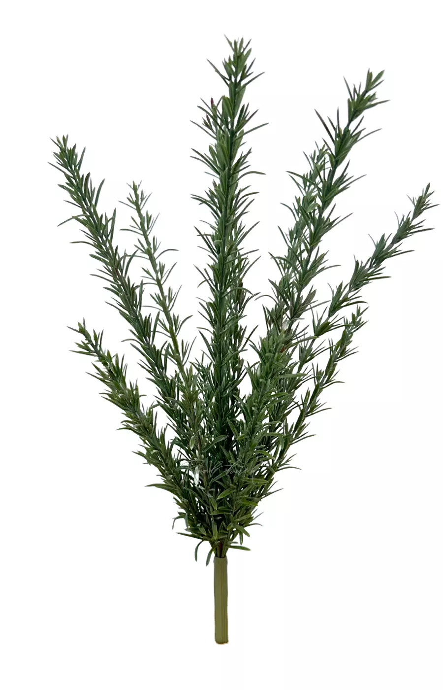 Розмарин - Зеленый