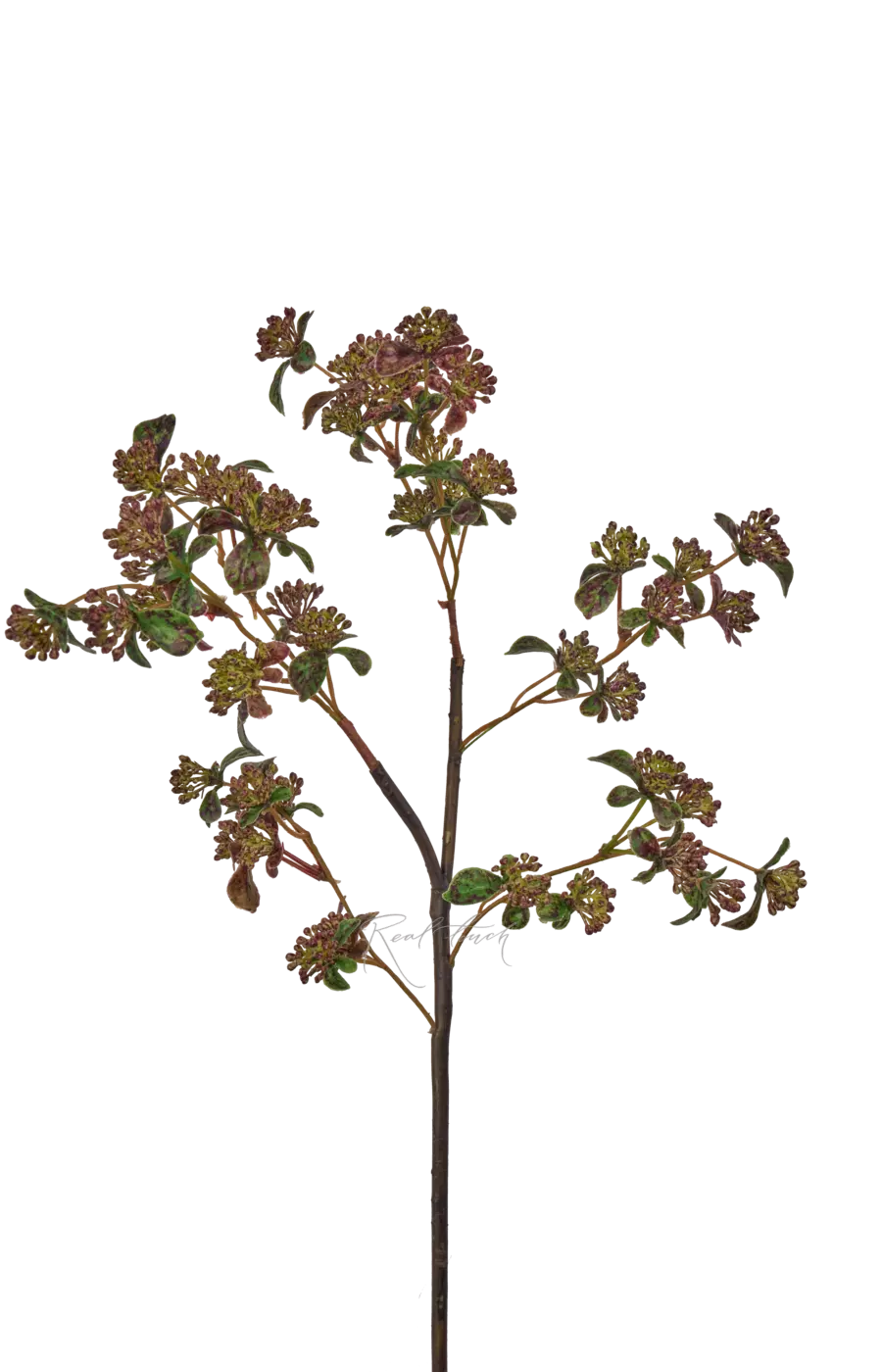 Ветка душицы - Коричневый Ветка душицы - Коричневый