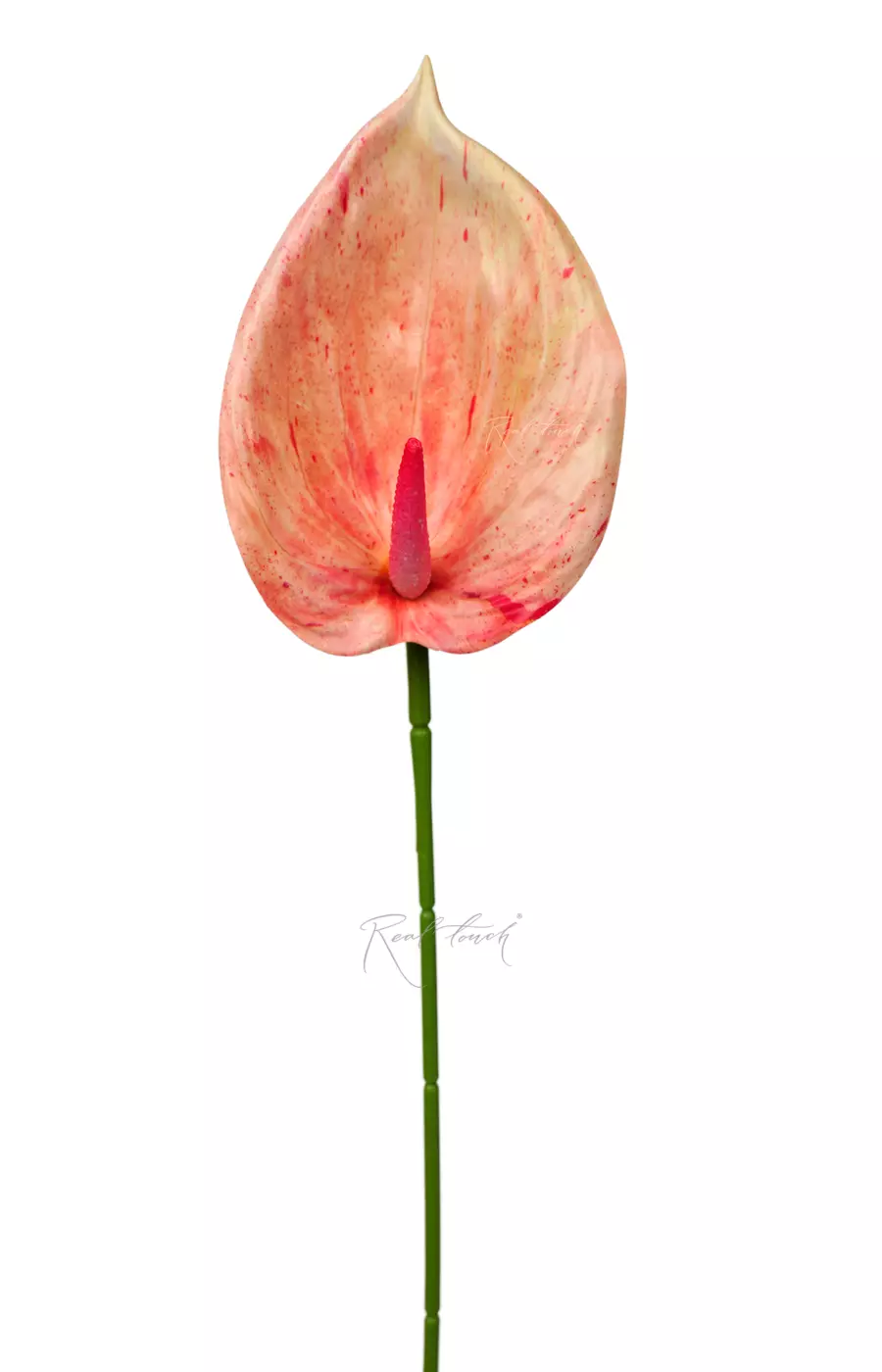 Антуриум 3D - Розово-желтый